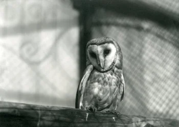 Eine Schleiereule im Londoner Zoo, Januar 1922